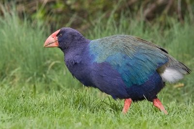 The Lawnmower a.k.a. a Takahe