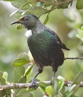 Tui