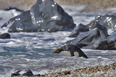 Fiordland Crested Penguin