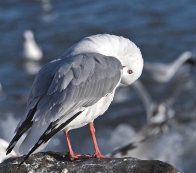 Red-billed gull preening
