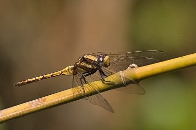 Trithemis aurora - female