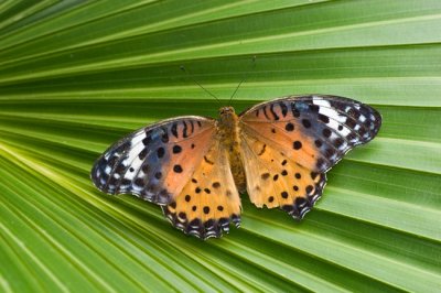 Indian Fritillary