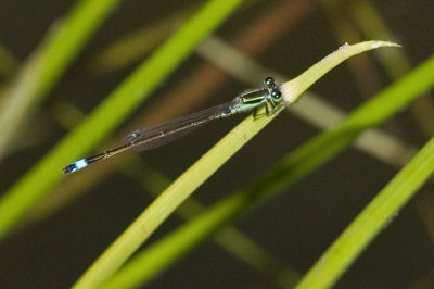 Probably Ischnura senegalensis