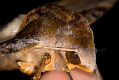Amplypterus panopus - headshot