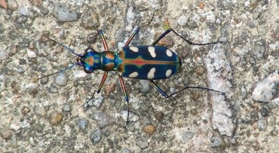 Cicindela aurulenta