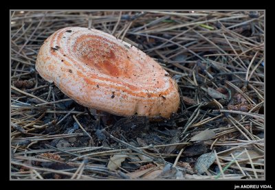 Rovell (Lactarius deliciosus)