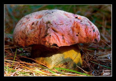 Boletus