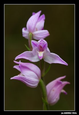 Orchidaceae (Orquídees)