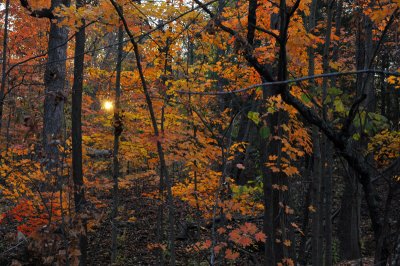 Rowe Woods Sunset