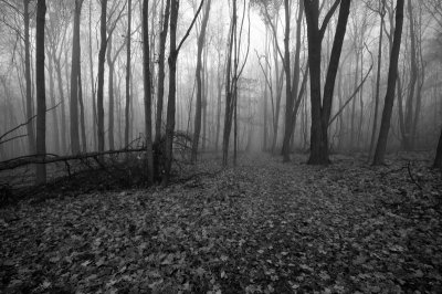 Foggy Paths