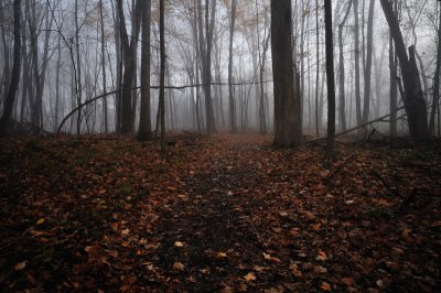 Rowe Woods Trail