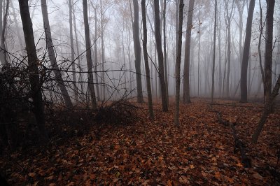 Autumn Foggy Woodlands
