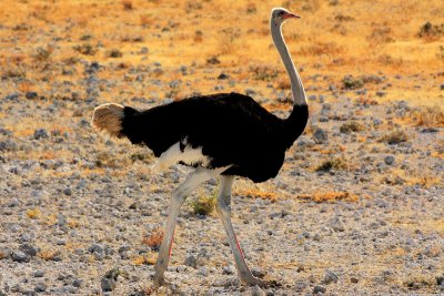 Ostrich, Etosha National Park, Namibia