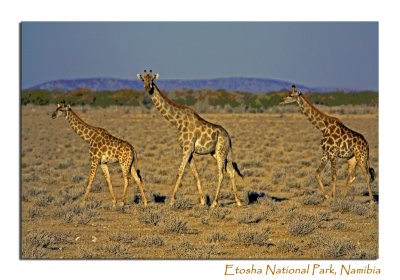 Three Giraffes, Etosha National Park