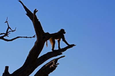 Baboon, Chobe National Park
