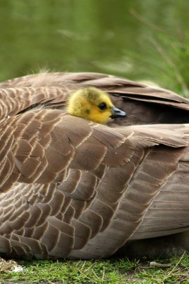 Canada Goose chick and his Mum