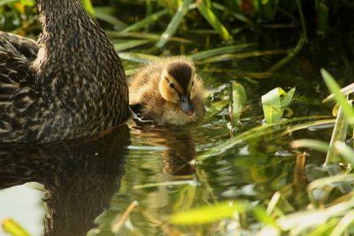 Wood Duck Chick