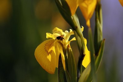 Iris on the Lake