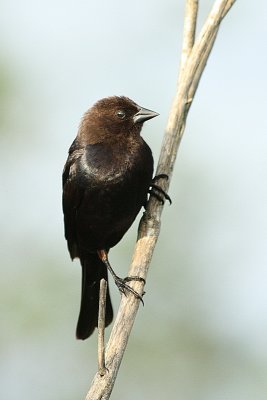 Brown Headed Cowbird, British Columbia