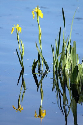 Iris on the Lake