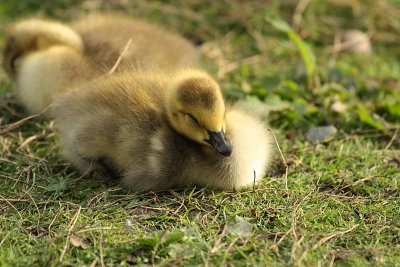 Canada Goose Chick