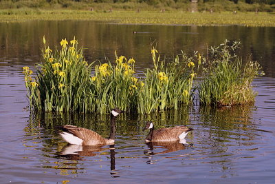 Canada Geese