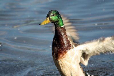 Mallard Duck struts his stuff