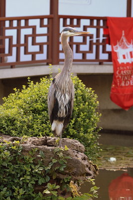 Great Blue Heron in the Chinese Garden