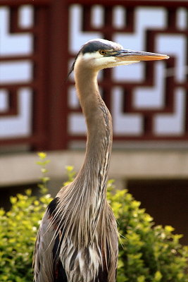 Great Blue Heron in the Sun Yat-Sen Gardens