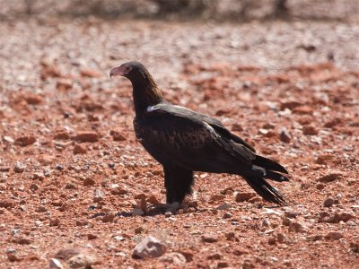 Wedge-tailed Eagle 3.jpg