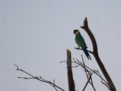Ring-necked Parrot.jpg