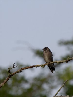 Ridgway's Rough-winged Swallow - Ridgways Ruwvleugelzwaluw