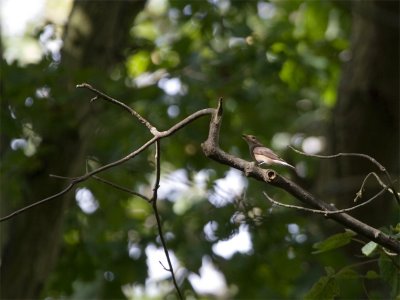 Kleine Vliegenvanger - Red-breasted Flycatcher