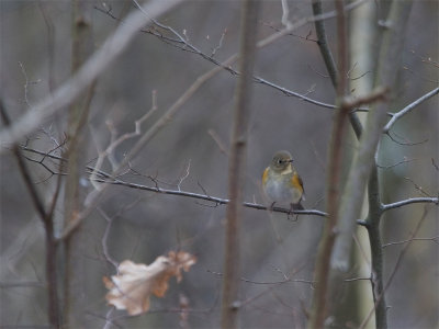 Blauwstaart - Red-flanked Bluetail