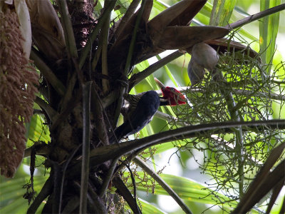 Pale-billed-Woodpecker - Koningsspecht