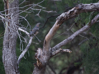 Fan-tailed Cuckoo - Waaierstaartkoekoek