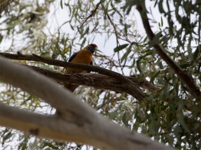 Adelaide Rosella - Adelaide Rosella