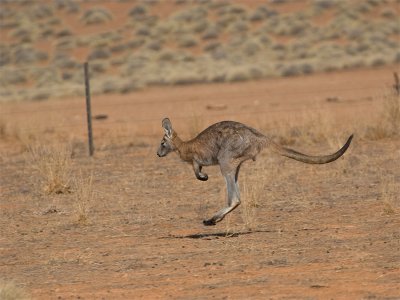 Kangaroo 13.jpg