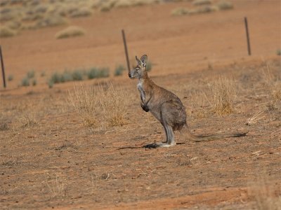 Kangaroo 12.jpg
