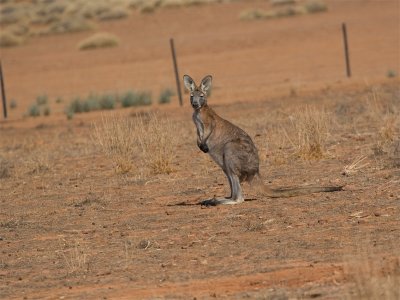 Kangaroo 11.jpg