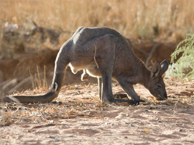 Kangaroo 7.jpg