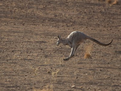 Kangaroo 3.jpg