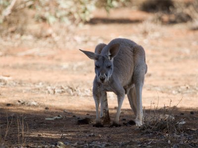 Kangaroo 16.jpg