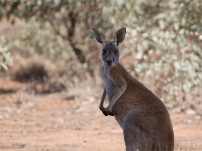 Kangaroo 17.jpg