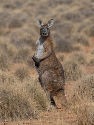 Kangaroo 20.jpg