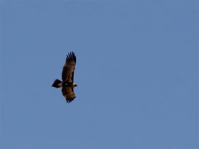 Wedge-tailed Eagle.jpg