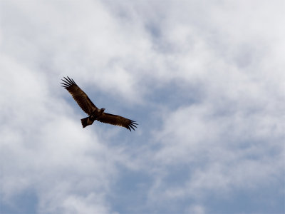 Wedge-tailed Eagle 2.jpg