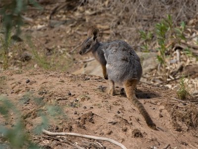 Yellow-footed Rock-Wallaby 3.jpg