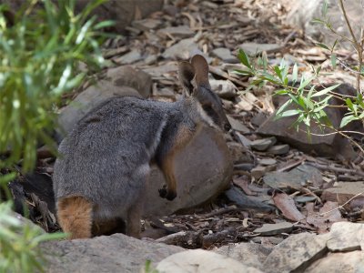 Yellow-footed Rock-Wallaby 4.jpg