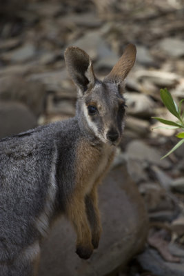Yellow-footed Rock-Wallaby 5.jpg
